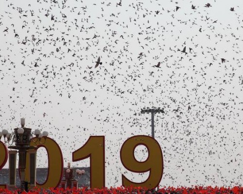 如何在天安门广场放飞上万只白鸽？
