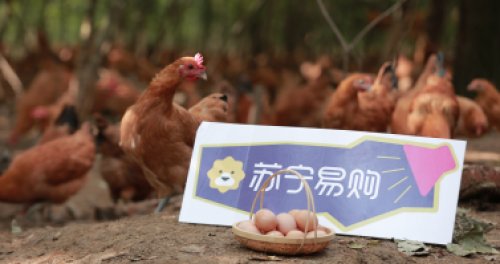 苏宁易购助农新动作：地方特产美味鸡鸭新鲜上架