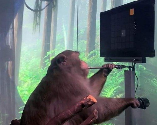 猴子意念打字成功后，马斯克的“脑机接口”还有多远？